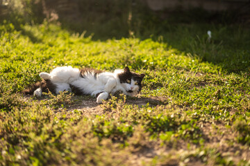 Fototapeta premium Fluffy White & Black Oreo Cat Outside Rolling Around in Grass