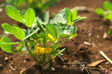 peanut plant growing on the ground