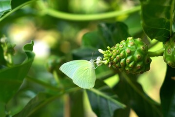 Butterfly on noni fruit flower to pollinate, butterfly feeding on plant flower