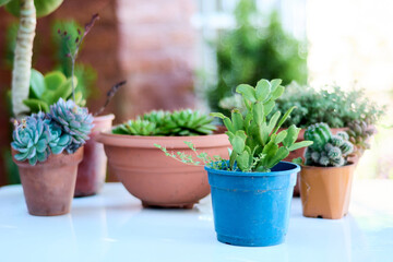 Arrangement of small potted cactus and succulent plants on white table in the garden. Collection of plants, sustainable lifestyle