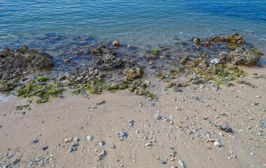 Sand and Coral Seashore in Waikiki, Hawaii.