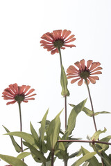 cosmos flower with green leaf isolated on white background.
