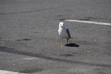 Seagull in the City - front angle