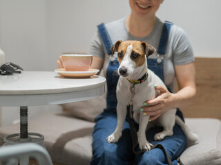 Jack Russell sits on the lap of the hostess in a cafe. Woman drinking coffee in a dog friendly cafe.
