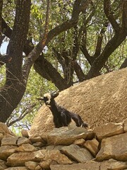 The goat seems to be enjoying the view from the rock in Taounate, Morocco. It's a common sight to see them perched on trees or rocks in their natural habitat.