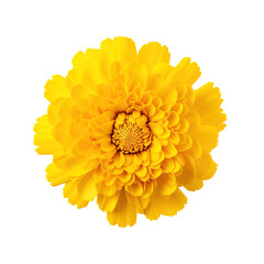 Beautiful yellow marigold flower blomming isolated on transparent background Remove png, Clipping Path, pen tool