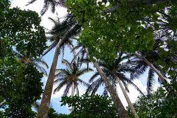 Yaeyama yashi trees, Ishigaki Island - Okinawa