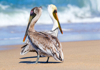 Brown pelican is standing on the sandy beach of the ocean in tropics.