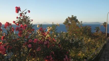 White and pink mediterranean flowers (Oleander) and the seascape