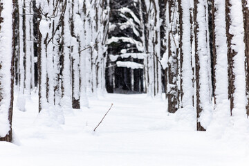 Obraz premium 雪に覆われた冬の雑木林