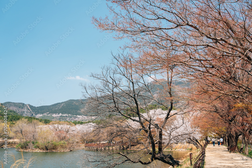 Wall mural jinhae nfrdi environment eco park spring cherry blossoms nature scenery at jinhae gunhangje festival