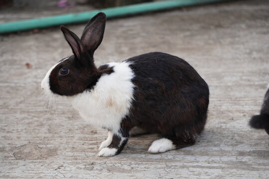 cute and funny pet rabbit