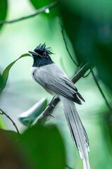 Indian Paradise-flycatcher