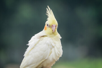 close-up of a cockatiel developing feathers