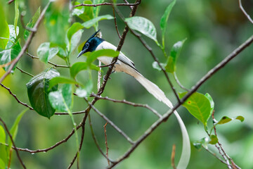 Indian Paradise-flycatcher