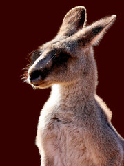 Fototapeta premium The kangaroo is a marsupial from the family Macropodidae (macropods, meaning 'large foot').