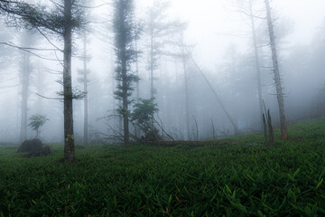 霧の中の倒木