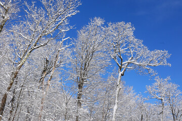 Winter landscape after a snow storm eastern township Quebec Canada
