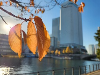 Withering autumn leaves by the canal in the Minatomirai, Yokohama, Japan 