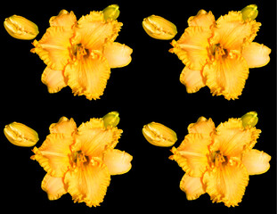 Naklejka premium Amaryllis is the only genus in the subtribe Amaryllidinae (tribe Amaryllideae). It is a small genus of flowering bulbs, with two species. 