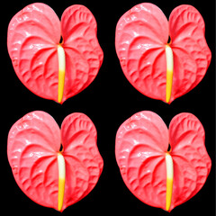 Anthuriu Schott is a genus of about 1000 species of flowering plants, the largest genus of the arum family, Araceae include anthurium, tailflower, flamingo flower and laceleaf © Daniel Meunier