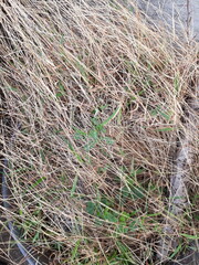 Dry weeds for fertilizer