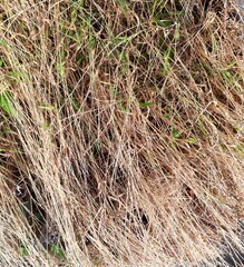 Dry weeds for fertilizer