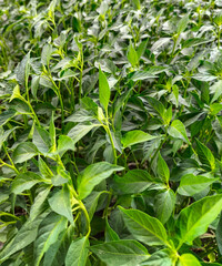 Selective focus. Bird's eye chilli seedlings grow next to each. Fresh.
