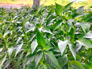 Selective focus. Bird's eye chilli seedlings grow next to each. Fresh.
