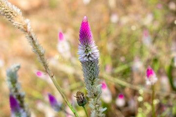 Cockscomb or Chinese Wool Flower (Celosia argentea L.) in garden