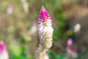 Cockscomb or Chinese Wool Flower (Celosia argentea L.) in garden