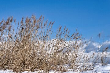 雪の中のススキ、空と雲