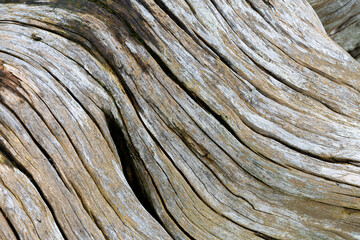 An abstract image of the texture on sun bleached driftwood.