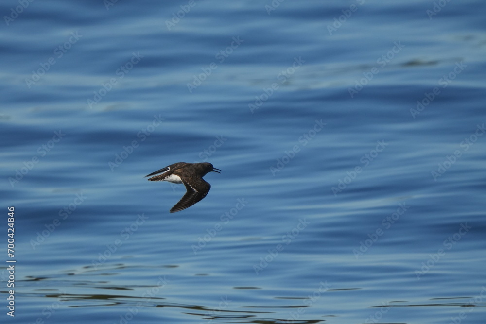 Wall mural sandpiper in a sea