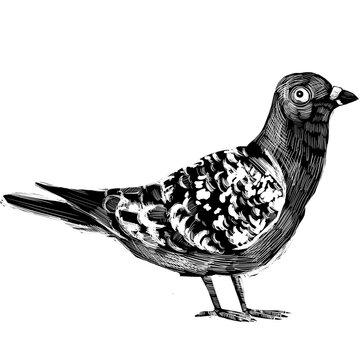 Ilustración digital blanco y negro estilo grabado xilografía paloma PNG fondo transparente