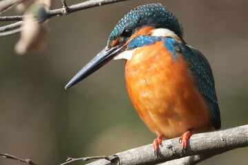 common kingfisher in a forest