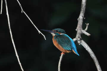 common kingfisher in a forest