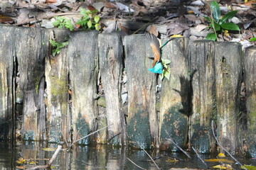 common kingfisher in a forest