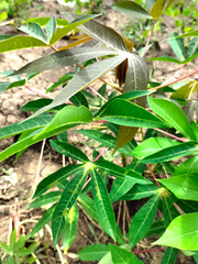 Leaves of cassava plant. Cassava is the third largest source of food carbohydrates in the tropics after rice and maize.
