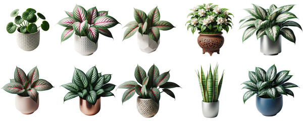 Assorted Indoor Houseplants in Decorative Pots on Transparent Background PNG, Ideal for Interior Design