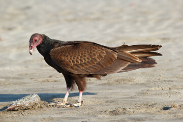 Turkey vulture scavenges on dead puffer fish on the beach.