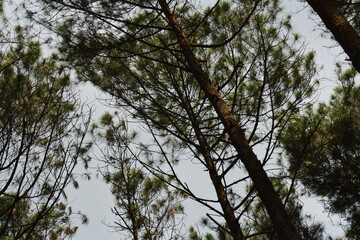 Obraz premium photo of the view in the pine forest