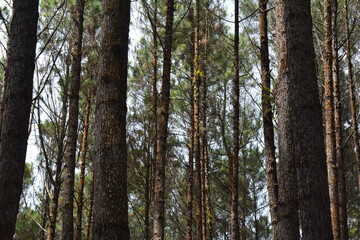 Fototapeta premium photo of a view of a pine tree in a pine forest