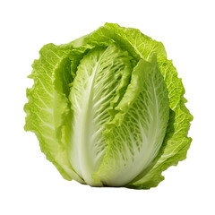 Fototapeta premium Lettuce Vegetable