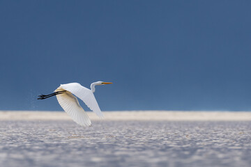 Fototapeta na wymiar White Egret flying over sparkling water. Beautiful contrasting colours with clean background