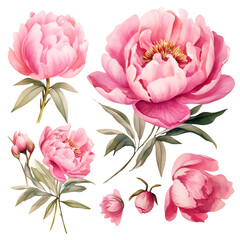 Watercolor Pink Peony Clipart Collection on a transparent background 