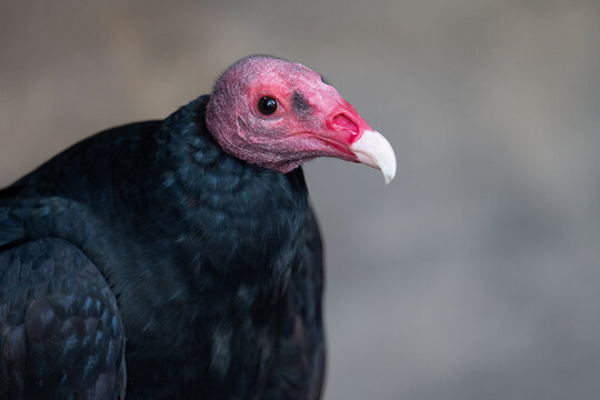 Close-up of a turkey vulture