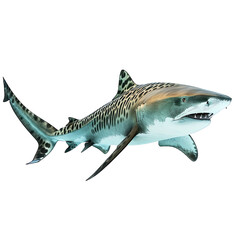 Fototapeta premium Tiger Shark Isolated