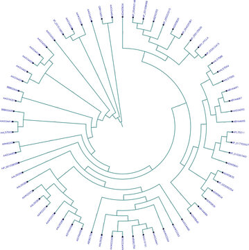 Mammalian sex-determining region Y protein (SRY) or testis-determining factor (TDF) cladogram (evolutionary tree)