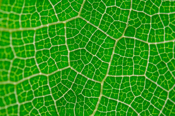 Close-up Leaf patterns that indicate monocotyledon or dicotyledon.